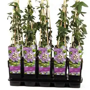 Kletterpflanze winterhart Blumen-Senf Winterharte Passionsblume