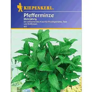 Pfefferminze-Samen Kiepenkerl Pfefferminze mehrjährig, 1 Tüte