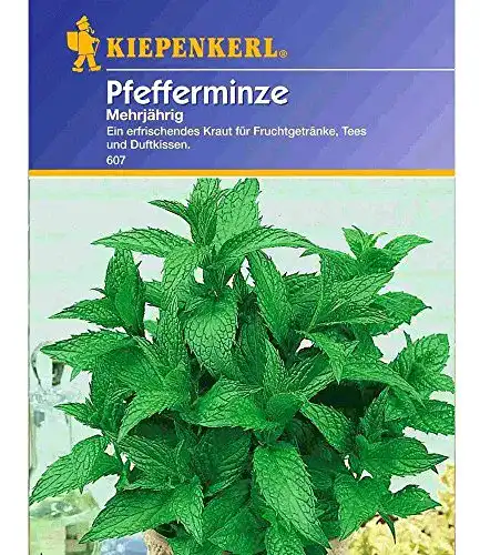Pfefferminze-Samen Kiepenkerl Pfefferminze mehrjährig, 1 Tüte