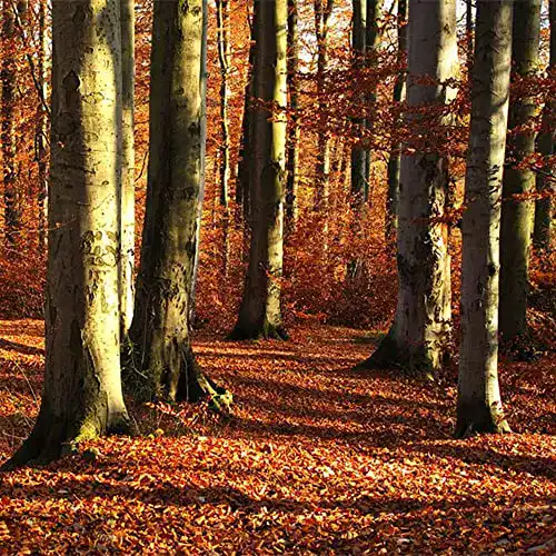 Buchensamen LNuyoah 100 Stück Buchensamen