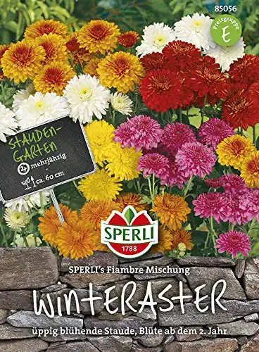 Chrysanthemen-Samen Sperli Winteraster, Mischung Samen