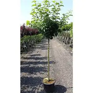 Apfelbaum Cox Orange Pflanzen Für Dich ‘Cox Orange Renette’