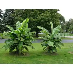 Bananenpflanze Blumen Senf winterharte Banane Musa Basjoo