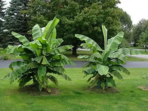 Bananenpflanze Blumen Senf winterharte Banane Musa Basjoo