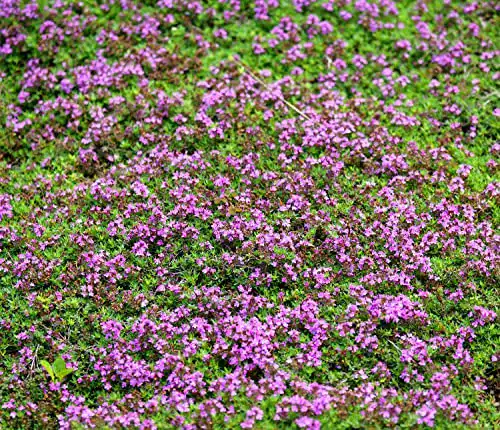 Thymian-Samen Samen Schenker Sand-Thymian, 4000 Samen