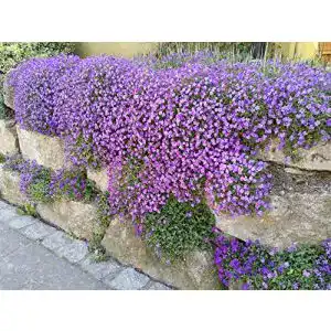 Blaukissen-Samen LaCaTho Blaukissen Samen 500 Stück