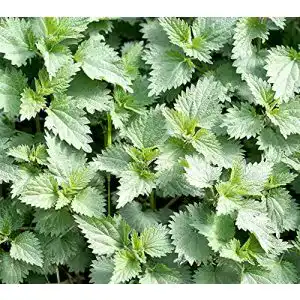 Brennnesselsamen Samen Schenker Urtica dioica 1000 Samen