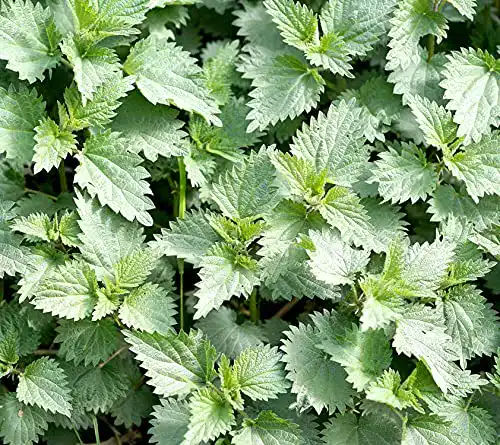 Brennnesselsamen Samen Schenker Urtica dioica 1000 Samen