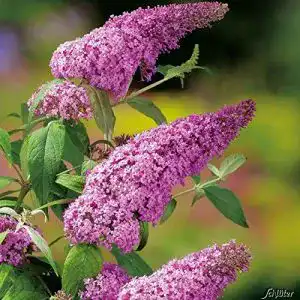 Schmetterlingsstrauch Garten Schlüter Pink Delight