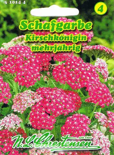 Schafgarbe-Samen Chrestensen Schafgarbe Kirschkönigin rot