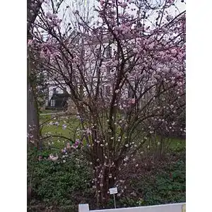 Schneeball-Pflanze PlantaPro Viburnum bod. ‘Dawn’ Winterblüher