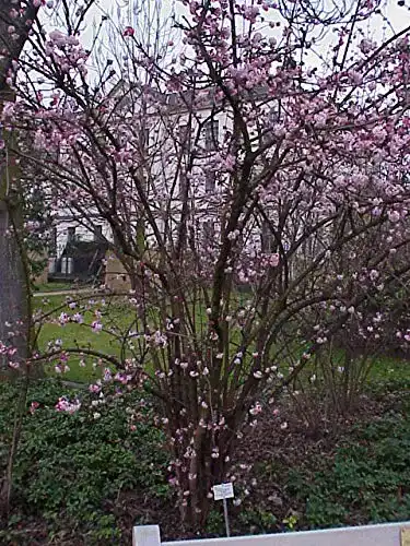 Schneeball-Pflanze PlantaPro Viburnum bod. ‘Dawn’ Winterblüher