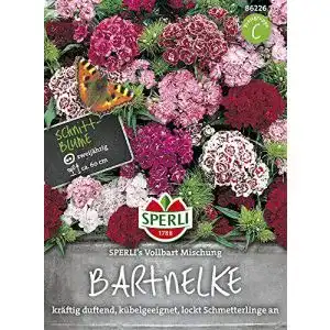 Bartnelken-Samen Sperli, Bartnelke ‘s Vollbart Mischung