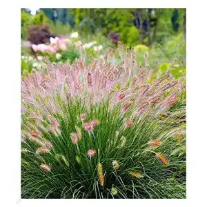 Ziergras BALDUR-Garten GmbH Lampenputzergras Hameln, 3 Pfl.