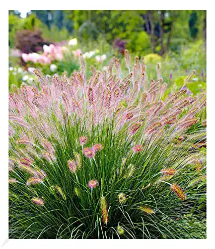 Lampenputzergras BALDUR-Garten GmbH, 3 Pflanzen