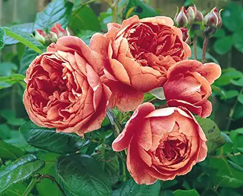 Englische Rosen Rosen Union Englische Rose ‘Summer Song’