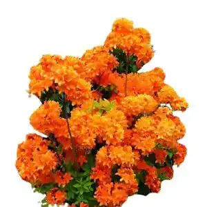 Rhododendron (orange) Plantenwelt bronzegelb blühend