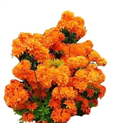 Rhododendron (orange) Plantenwelt bronzegelb blühend