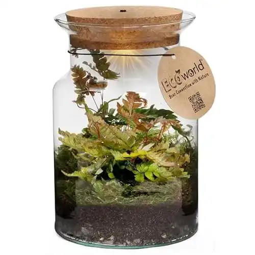 Flaschengarten Glas Ecoworld Jungle Corky Glas-Flaschengarten