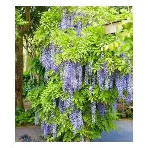 Kletterpflanze winterhart BALDUR Garten Blauregen Blue Moon