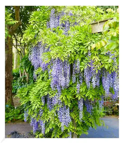 Kletterpflanze winterhart BALDUR Garten Blauregen Blue Moon