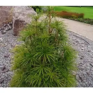 Japanische Schirmtanne floranza.de, 30-40 cm hoch