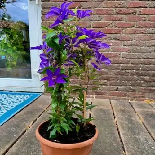 Die beste Kletterpflanze winterhart ClematisOnline 3 x Clematis The President 2026 Test Bestseller Kletterpflanze winterhart ClematisOnline 3 x Clematis The President
