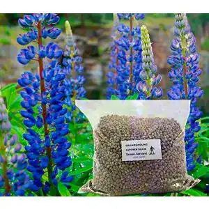 Lupinen Gründünger Samen-Gernand Lupinen Blaue Probor 5 kg