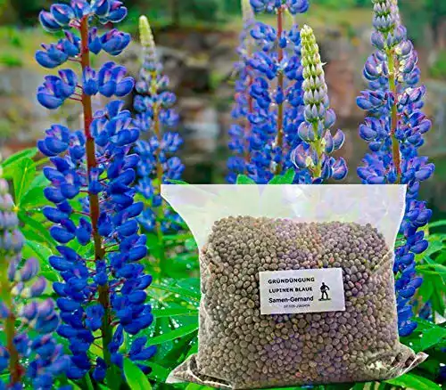Lupinen Gründünger Samen-Gernand Lupinen Blaue Probor 5 kg
