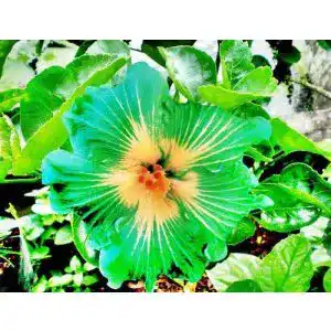 Hibiskus-Samen SVI 10 Rare Grün Gelb Hibiscus Samen