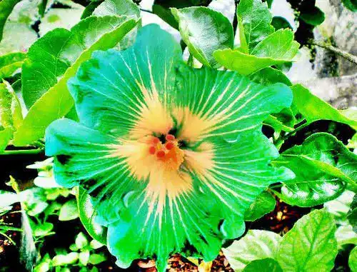 Hibiskus-Samen SVI 10 Rare Grün Gelb Hibiscus Samen