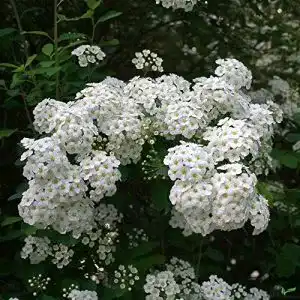 Astilbe pille baumschulen Spiraea vanhouttei weiße Prachtspiere