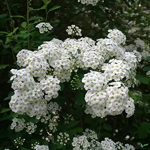 Astilbe pille baumschulen Spiraea vanhouttei weiße Prachtspiere
