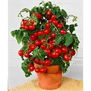 Tomatensamen prademir Cocktailtomate/Bonsai “Minibel” 25x