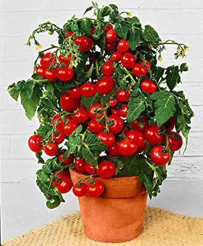 Tomatensamen prademir Cocktailtomate/Bonsai “Minibel” 25x