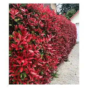 Glanzmispel BALDUR -Garten immergrün Photinia-Hecke