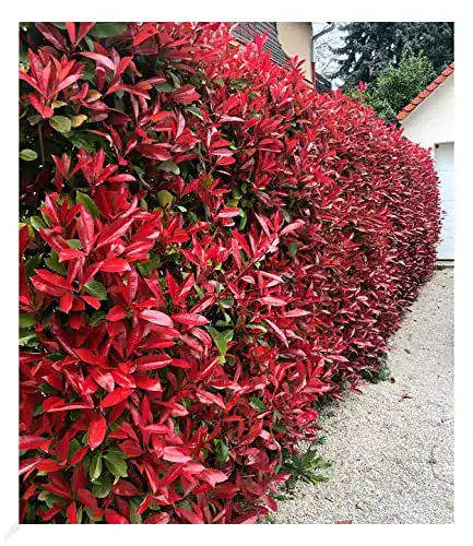 Glanzmispel BALDUR -Garten immergrün Photinia-Hecke