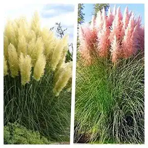 Ziergras Stauden Gänge 2 x Cortaderia selloana, Pampasgras