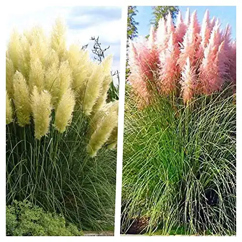 Ziergras Stauden Gänge 2 x Cortaderia selloana, Pampasgras