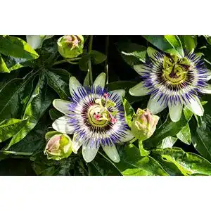 Kletterpflanze winterhart PflanzenFuchs Lila Blaue Passionsblume