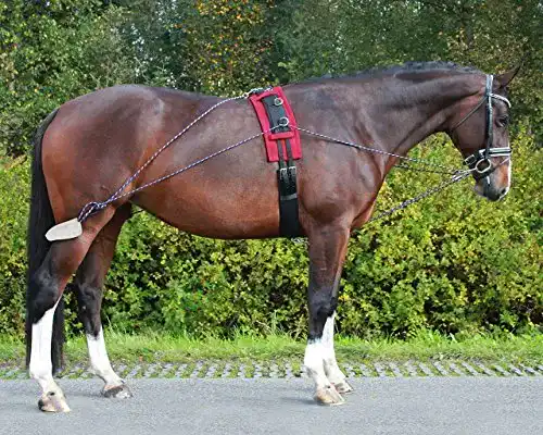 Longierhilfe QHP Longier-Hilfszügel zur Förderung der Hinterhand