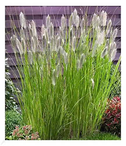 Lampenputzergras BALDUR-Garten GmbH Magic, 1 Pflanze
