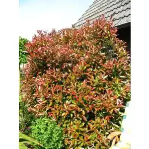 Glanzmispel Plantenwelt immergrüne Photinia fraseri Red Robin