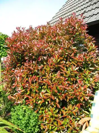 Glanzmispel Plantenwelt immergrüne Photinia fraseri Red Robin