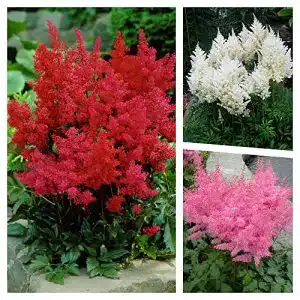 Astilbe Stauden Gänge 3 x arendsii Kollektion, winterhart