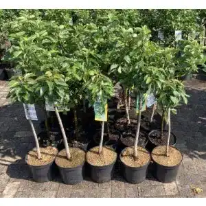Apfelbaum Topaz Pflanzhits 1 Apfelbaum “Topaz” im Topf 100cm