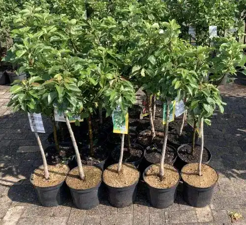 Die beste Apfelbaum Topaz Pflanzhits 1 Apfelbaum "Topaz" im Topf 100cm 2026 Test Bestseller Apfelbaum Topaz Pflanzhits 1 Apfelbaum “Topaz” im Topf 100cm