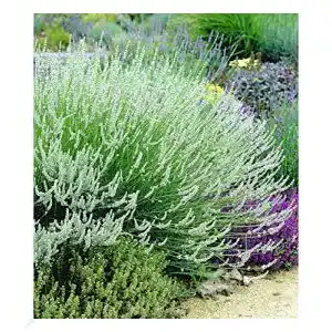 Lavendel-Pflanze BALDUR Garten Weißer Lavendel, 3 Pflanzen