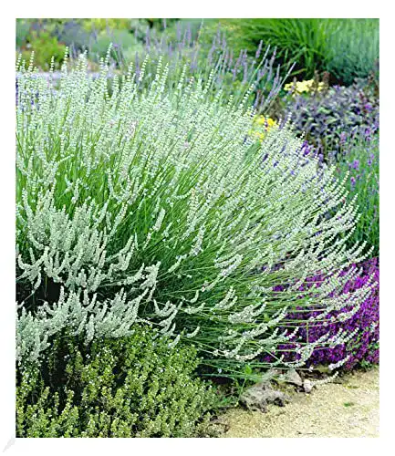 Lavendel-Pflanze BALDUR Garten Weißer Lavendel, 3 Pflanzen