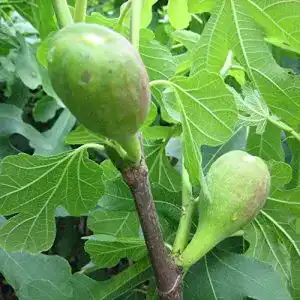 Feigenbaum Müllers Grüner Garten Shop Pfälzer Fruchtfeige